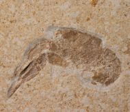 Galicia veltheimii MNSTER, 1839