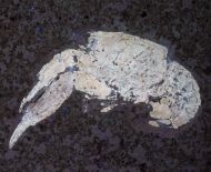 Galicia veltheimii MNSTER, 1839