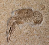 Galicia veltheimii MNSTER, 1839