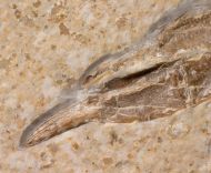 Galicia veltheimii MNSTER, 1839