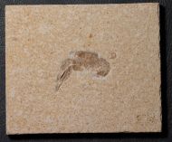 Galicia veltheimii MNSTER, 1839