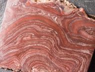 Conophyton amantourartensis Raaben, 1980