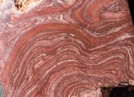 Conophyton amantourartensis Raaben, 1980