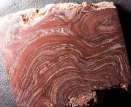 Conophyton amantourartensis Raaben, 1980