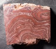 Conophyton amantourartensis Raaben, 1980