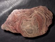 Conophyton amantourartensis Raaben, 1980