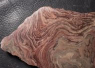 Conophyton amantourartensis Raaben, 1980