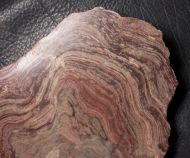 Conophyton amantourartensis Raaben, 1980