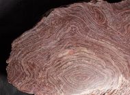 Conophyton amantourartensis Raaben, 1980