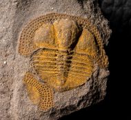 Deanaspis goldfussi (BARRANDE, 1846)