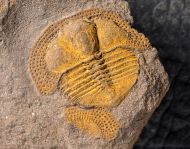 Deanaspis goldfussi (BARRANDE, 1846)