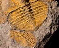 Deanaspis goldfussi (BARRANDE, 1846)