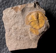 Deanaspis goldfussi (BARRANDE, 1846)