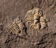 Odontopleura siemangi Hawle & Corda 1847