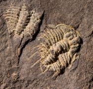 Odontopleura siemangi Hawle & Corda 1847