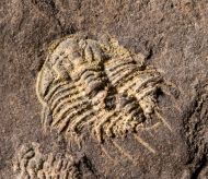 Odontopleura siemangi Hawle & Corda 1847