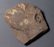 Odontopleura siemangi Hawle & Corda 1847