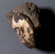 Craspedites subditus (TRAUTSCHOLD 1877)