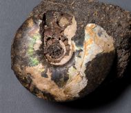 Craspedites subditus (TRAUTSCHOLD 1877)