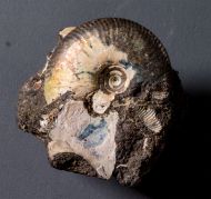 Craspedites subditus (TRAUTSCHOLD 1877)