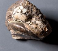 Craspedites subditus (TRAUTSCHOLD 1877)