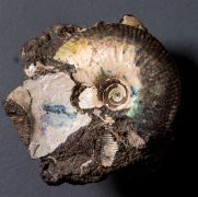 Craspedites subditus (TRAUTSCHOLD 1877)