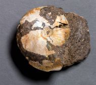 Garniericeras catenulatum (Fischer, 1830)