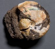 Garniericeras catenulatum (Fischer, 1830)