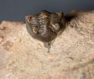 Pseudocryphaeus minimus MORZADEC, 2001