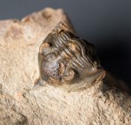 Pseudocryphaeus minimus MORZADEC, 2001