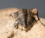 Pseudocryphaeus minimus MORZADEC, 2001