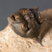 Pseudocryphaeus minimus MORZADEC, 2001