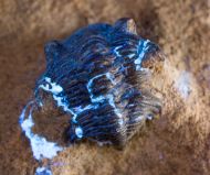 Pseudocryphaeus minimus MORZADEC, 2001