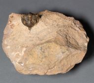 Pseudocryphaeus minimus MORZADEC, 2001