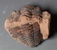 Eldredgeia venustus (WOLFART, 1968)