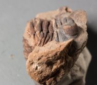 Eldredgeia venustus (WOLFART, 1968)