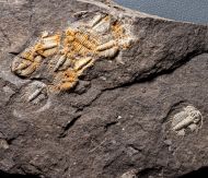 Odontopleura siemangi Hawle & Corda 1847