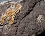 Odontopleura siemangi Hawle & Corda 1847