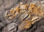 Odontopleura siemangi Hawle & Corda 1847