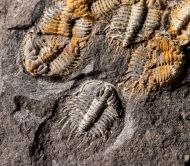 Odontopleura siemangi Hawle & Corda 1847