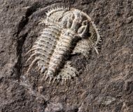 Odontopleura siemangi Hawle & Corda 1847