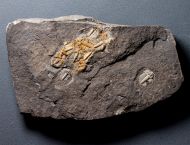 Odontopleura siemangi Hawle & Corda 1847