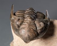 Metacanthina issoumourensis Morzardec 2001