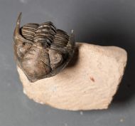 Metacanthina issoumourensis Morzardec 2001