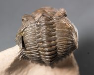 Metacanthina issoumourensis Morzardec 2001