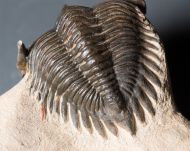 Metacanthina issoumourensis Morzardec 2001