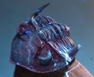 Metacanthina issoumourensis Morzardec 2001