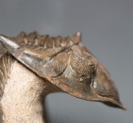 Metacanthina issoumourensis Morzardec 2001