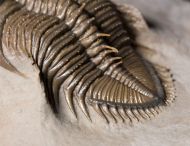 Erbenochile erbeni (Alberti, 1981)