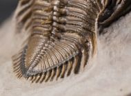 Erbenochile erbeni (Alberti, 1981)